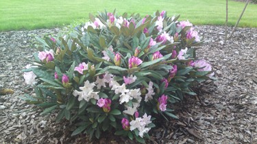 Przykład 4 Przykład 4